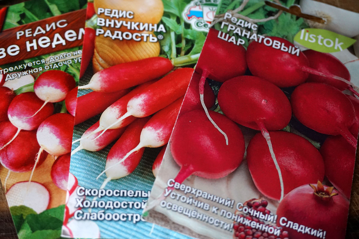 Посадка и выращивание редиса: рекомендации профессионалов