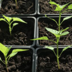 Как вырастить крепкую рассаду перца
