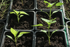 Как вырастить крепкую рассаду перца
