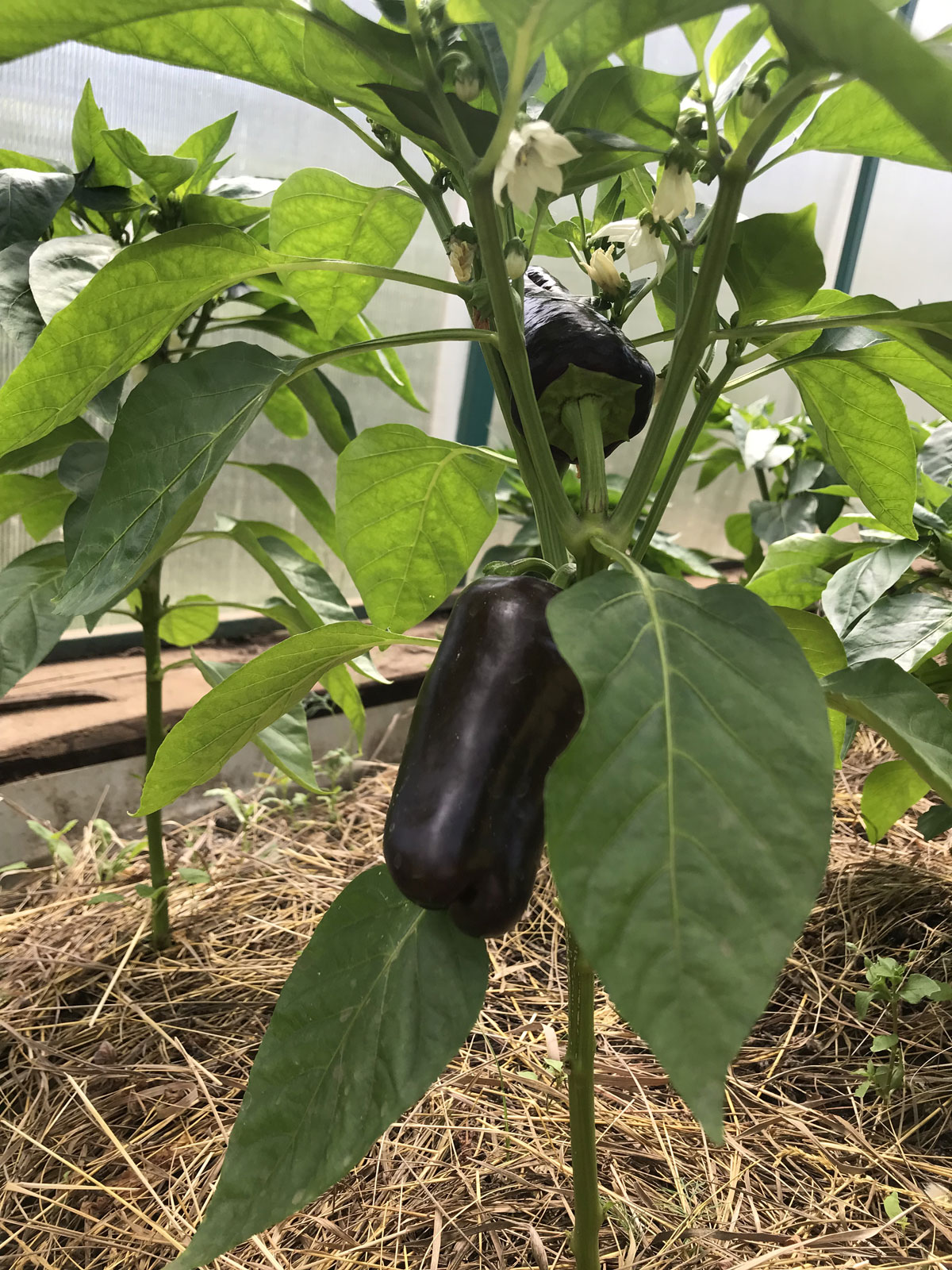 Перец в теплице