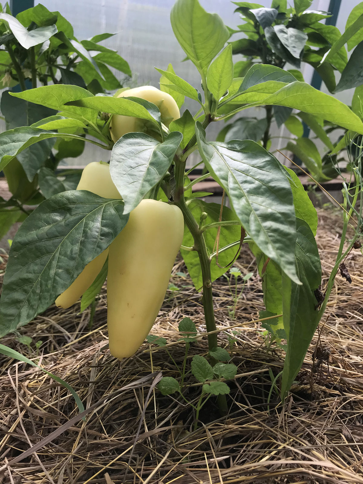 Перец в теплице