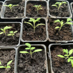 Рассада помидоров