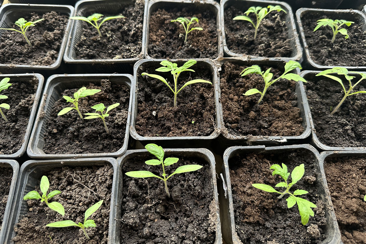 Рассада помидоров