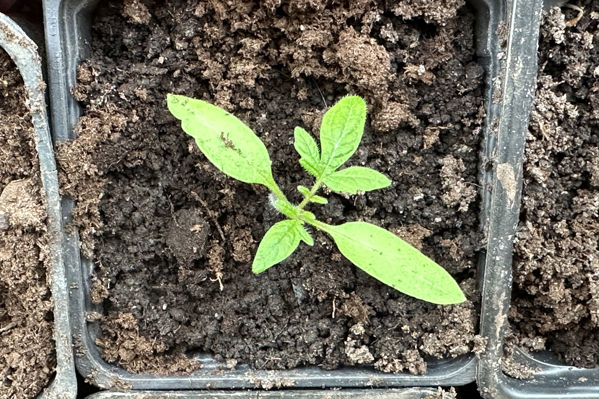 Рассада помидоров