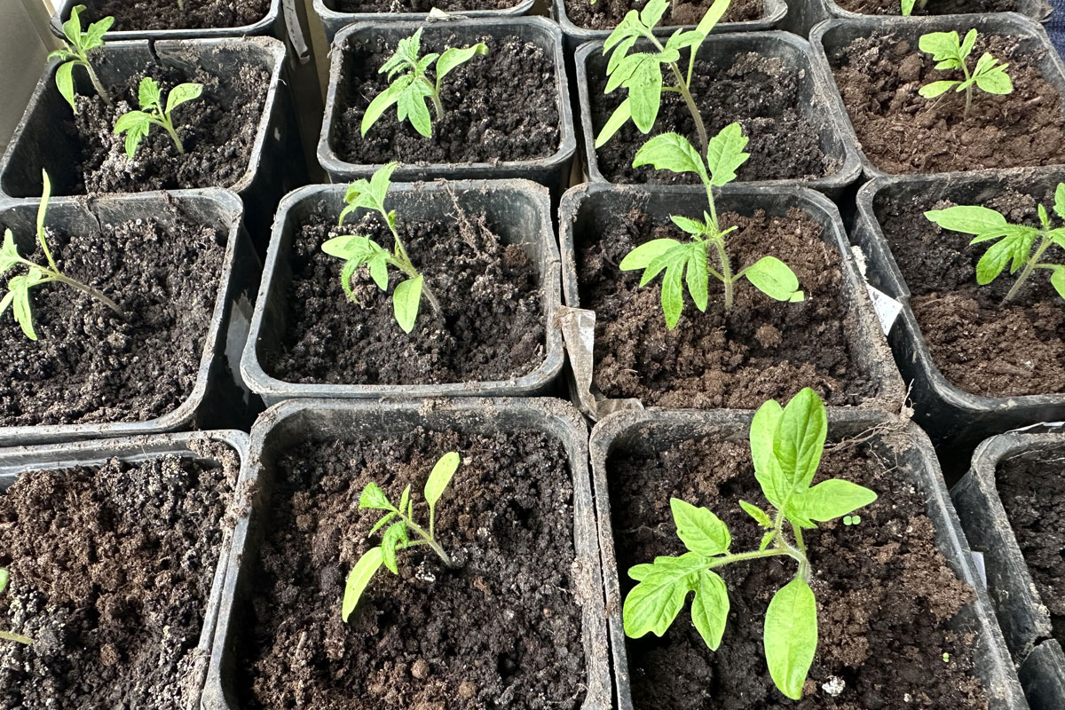 Рассада помидоров