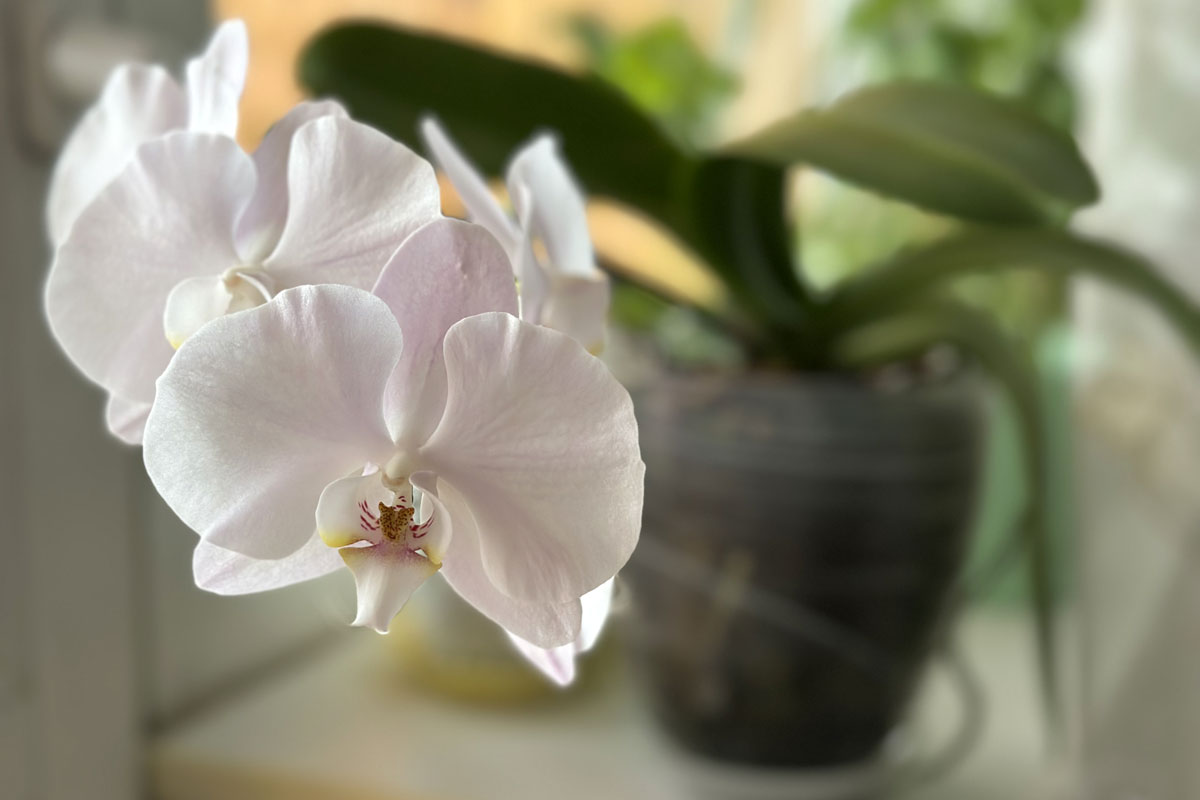 Комнатные растения для начинающего цветовода