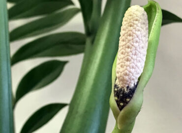 Замиокулькас