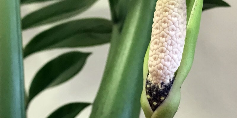 Замиокулькас