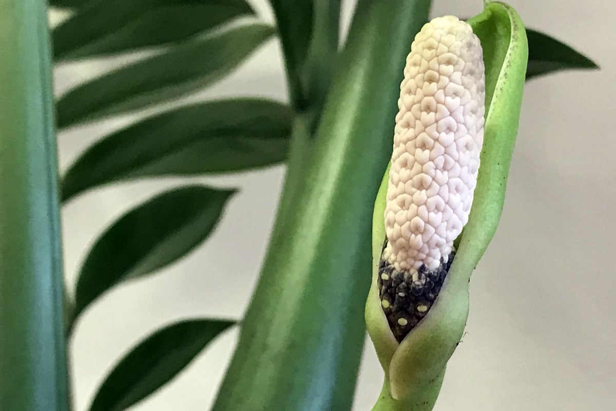 Замиокулькас