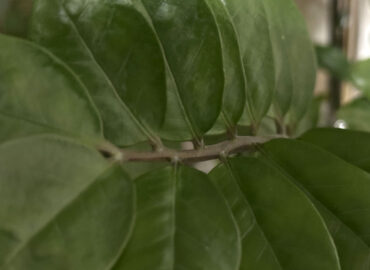 Размножение замиокулькаса листом