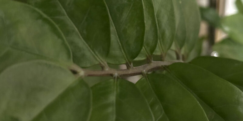 Размножение замиокулькаса листом