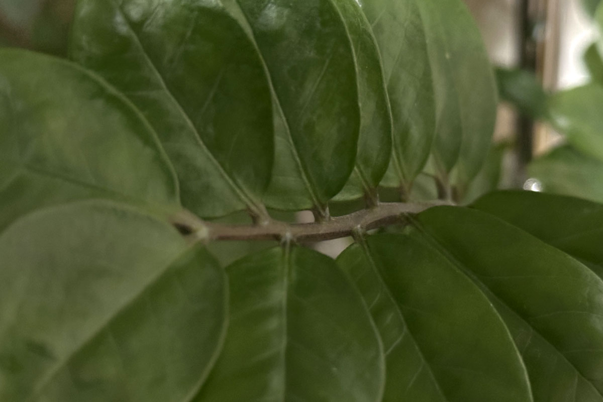 Размножение замиокулькаса листом