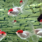 Золотая рыбка Оранда Красная шапочка