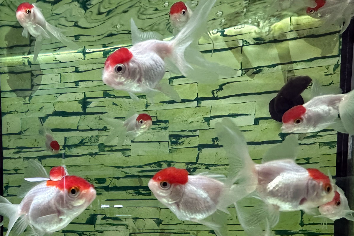 Золотая рыбка Оранда Красная шапочка