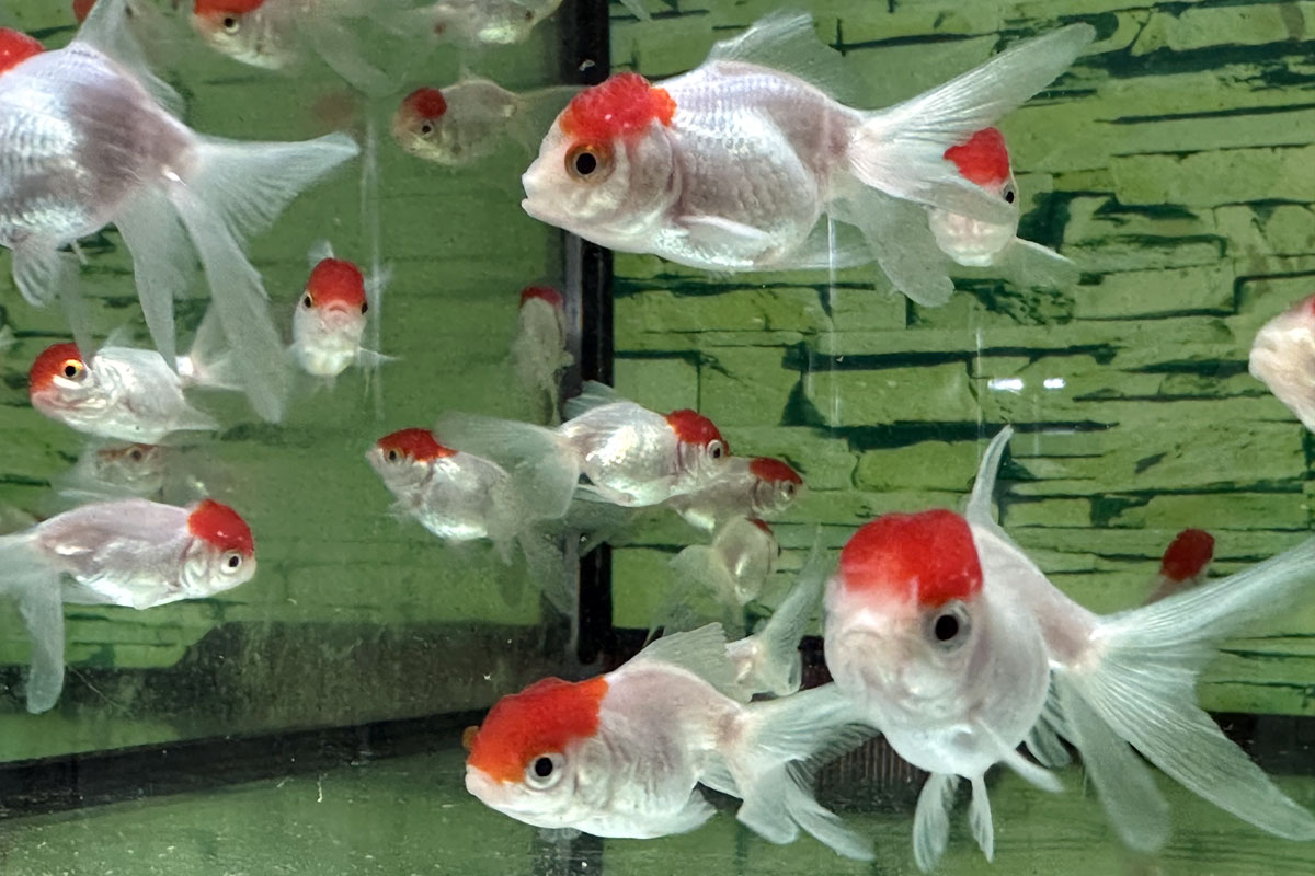 Золотая рыбка Оранда Красная шапочка