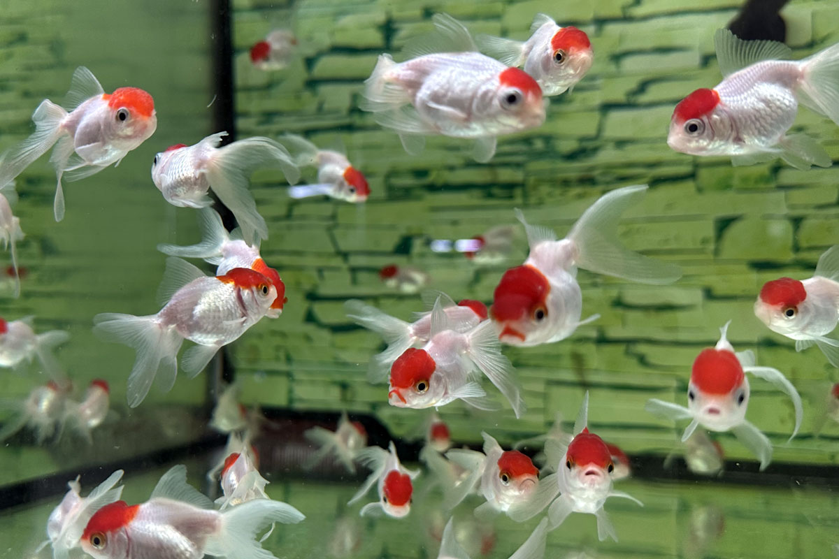 Золотая рыбка Оранда Красная шапочка