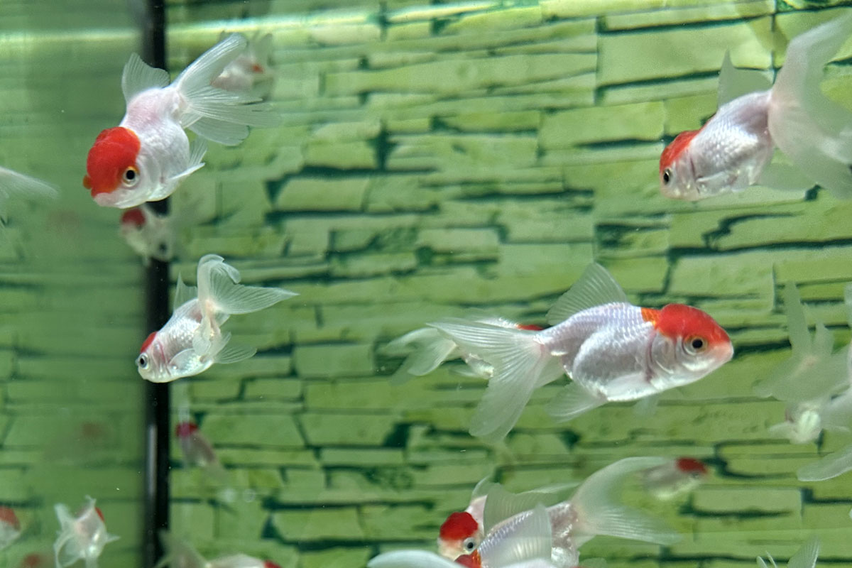 Золотая рыбка Оранда Красная шапочка