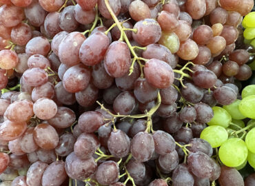 Ресвератрол в винограде