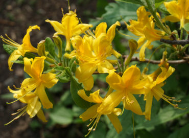Рододендрон желтый (лат. Rhododendron luteum)