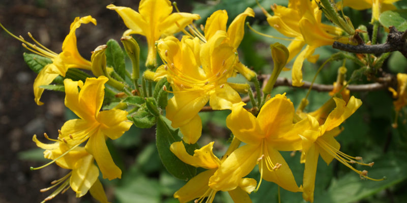Рододендрон желтый (лат. Rhododendron luteum)