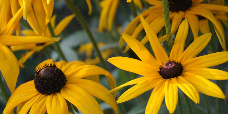 Рудбекия (лат. Rudbeckia)