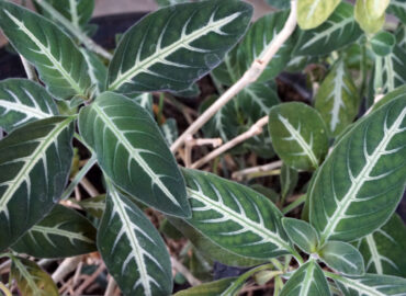 Руэллия (Ruellia)