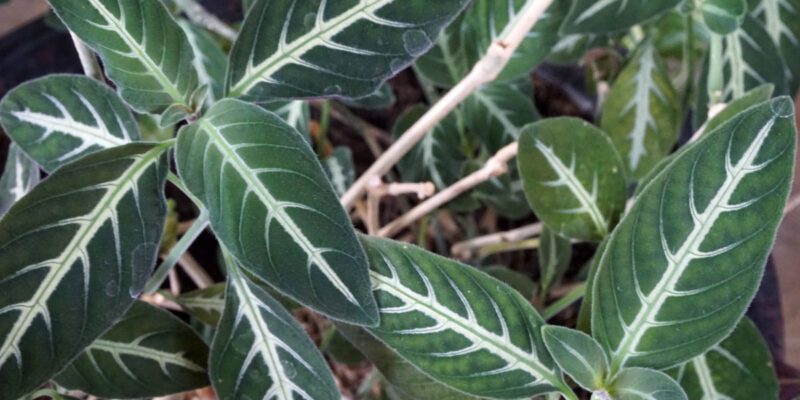 Руэллия (Ruellia)