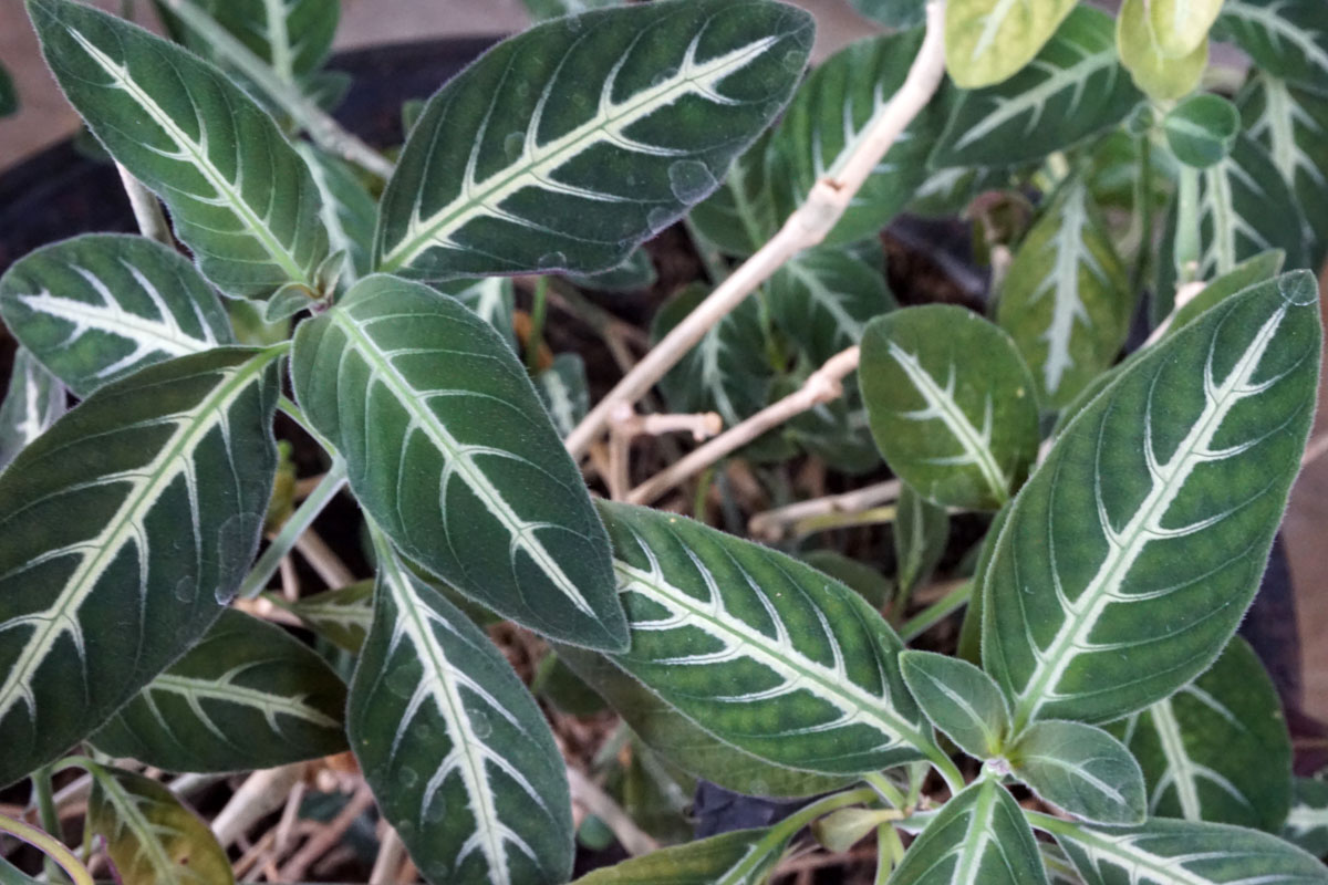 Руэллия (Ruellia)