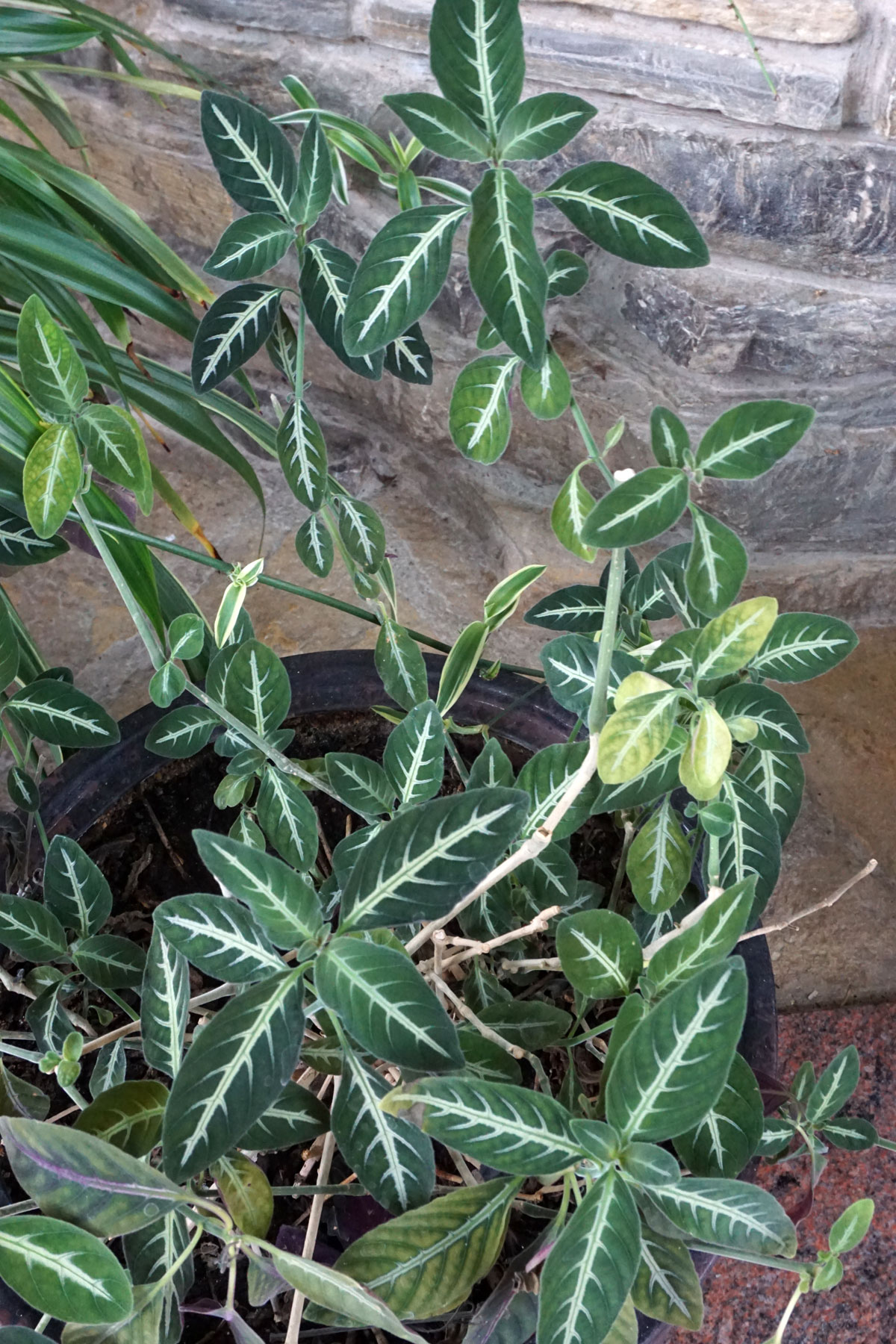 Руэллия (Ruellia)