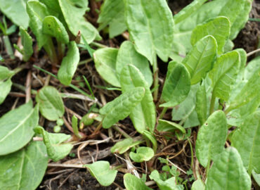 Щавель кислый (Rumex acetosa)