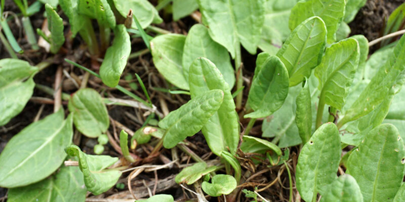 Щавель кислый (Rumex acetosa)