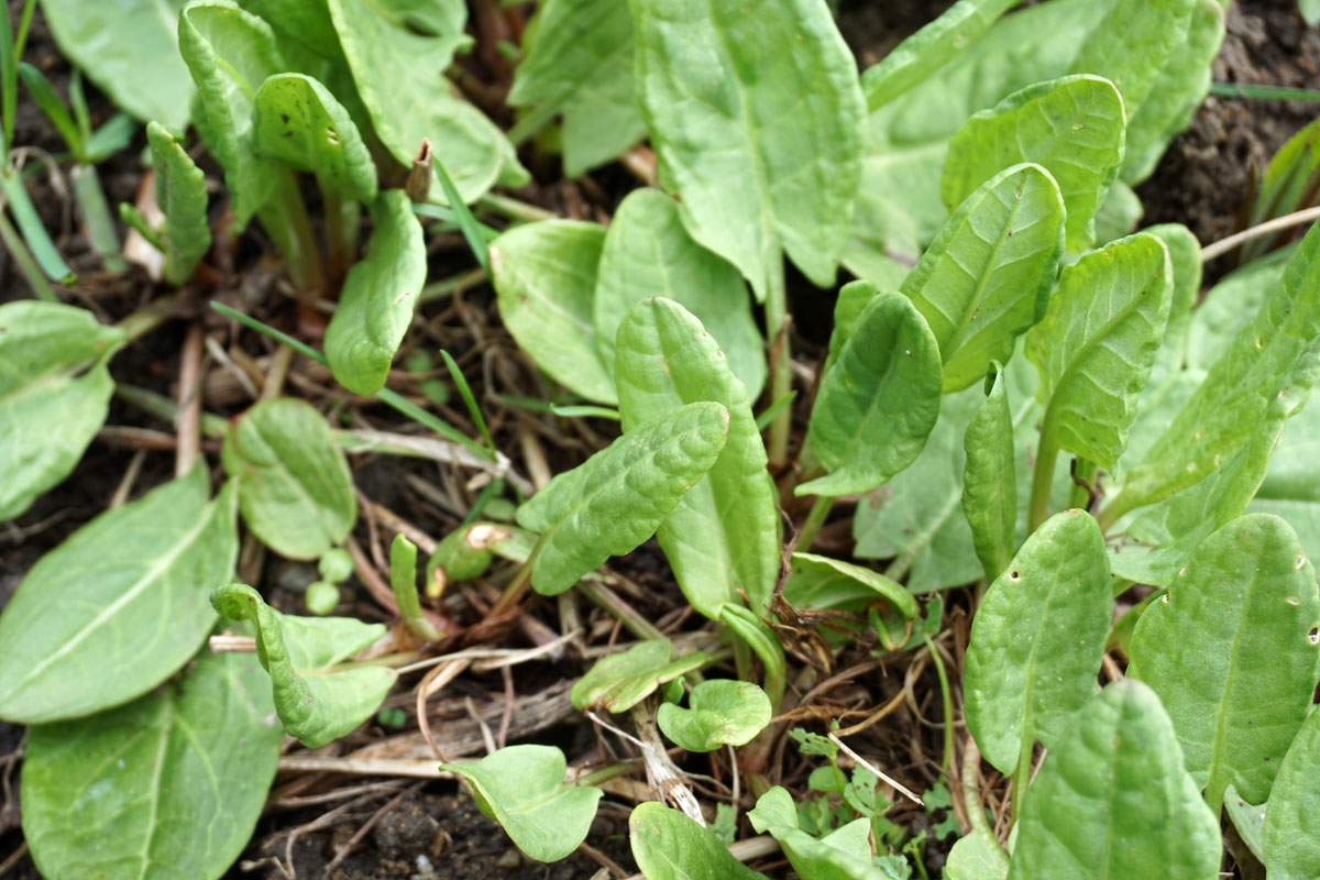 Щавель кислый (Rumex acetosa)
