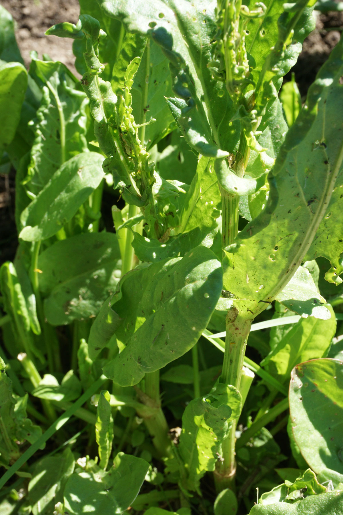 Щавель кислый (Rumex acetosa)