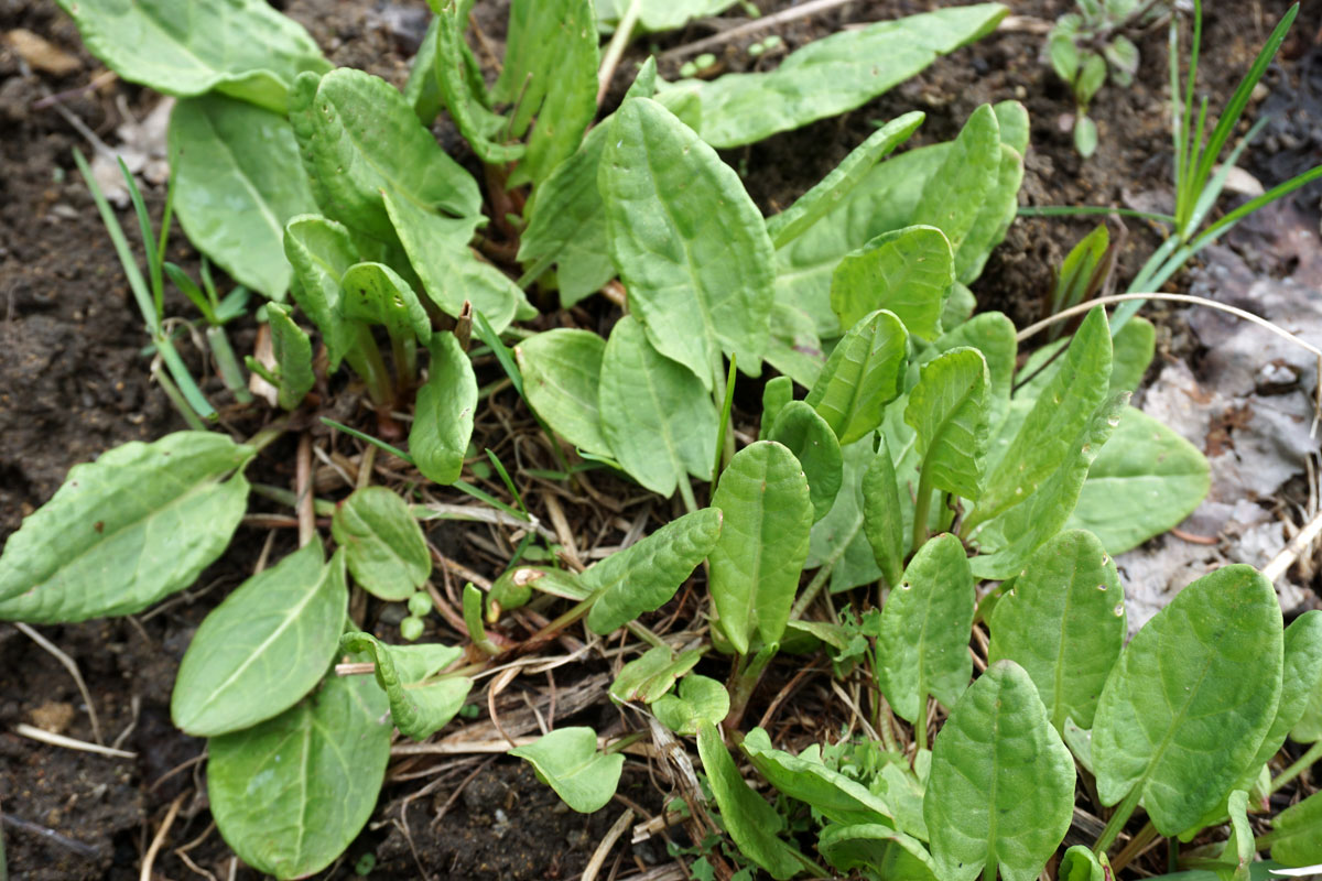 Щавель кислый (Rumex acetosa)