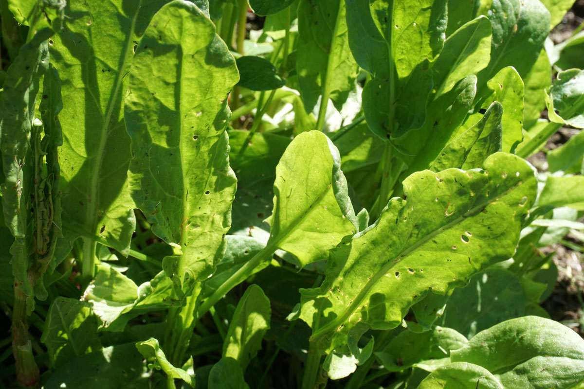 Щавель кислый (Rumex acetosa)