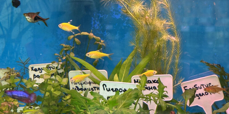 Рыбы и растения в аквариуме