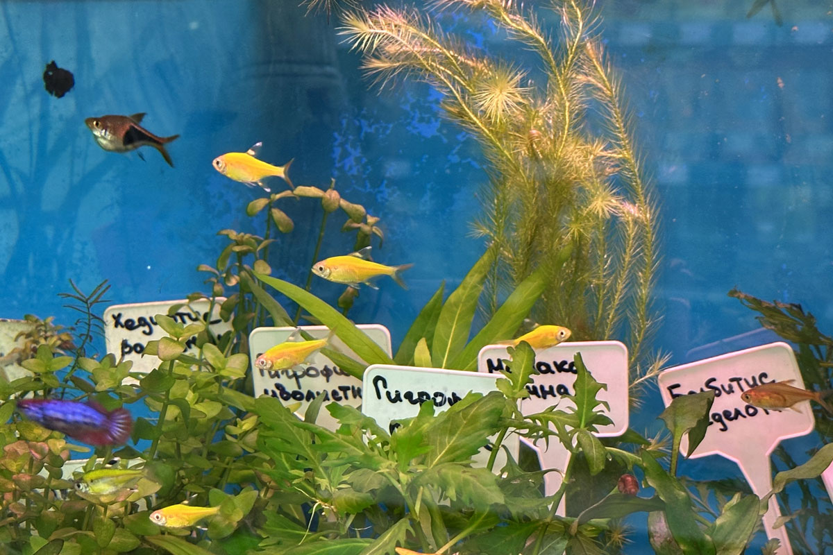 Рыбы и растения в аквариуме