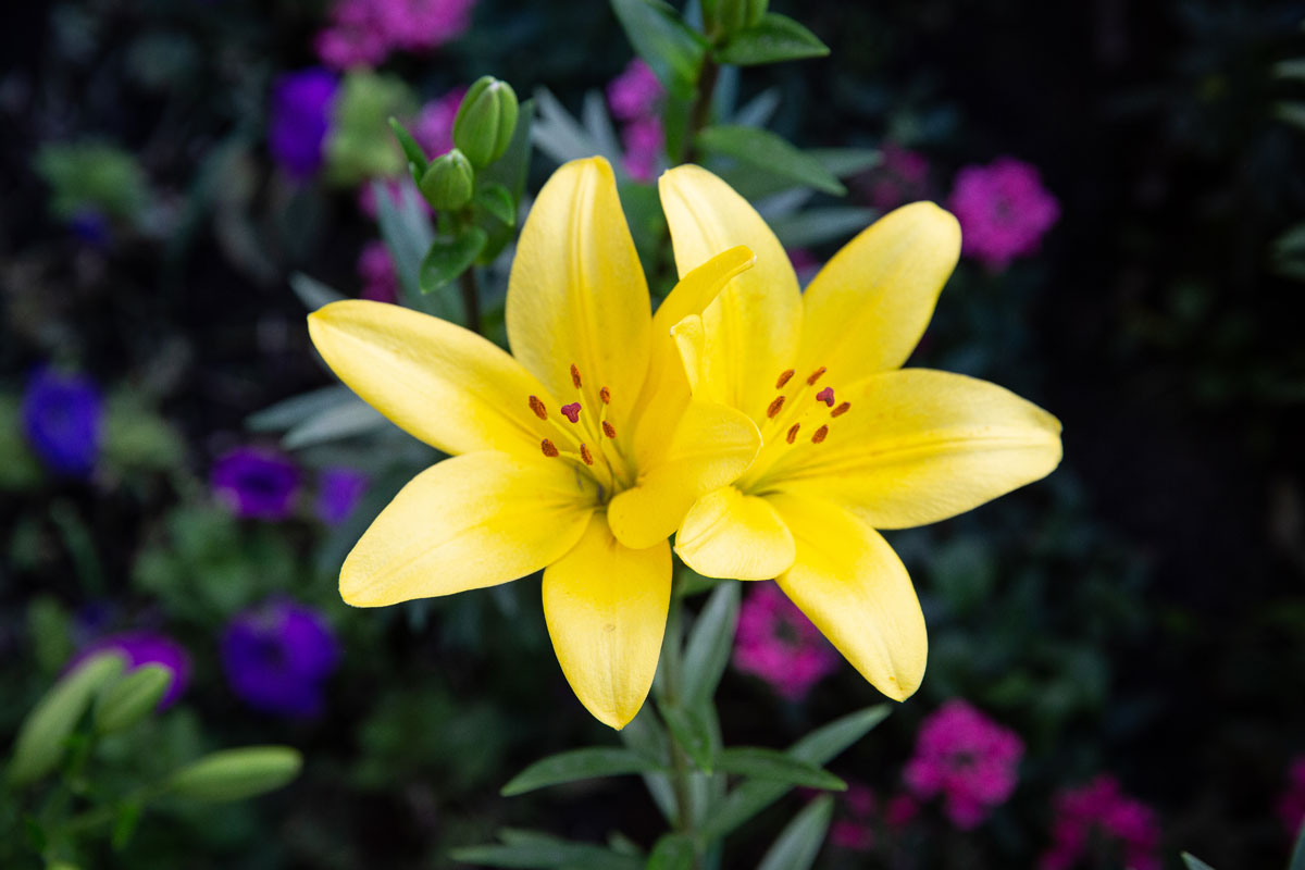 Сад как терапия