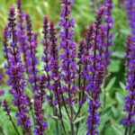 Шалфей дубравный (лат. Salvia nemorosa)