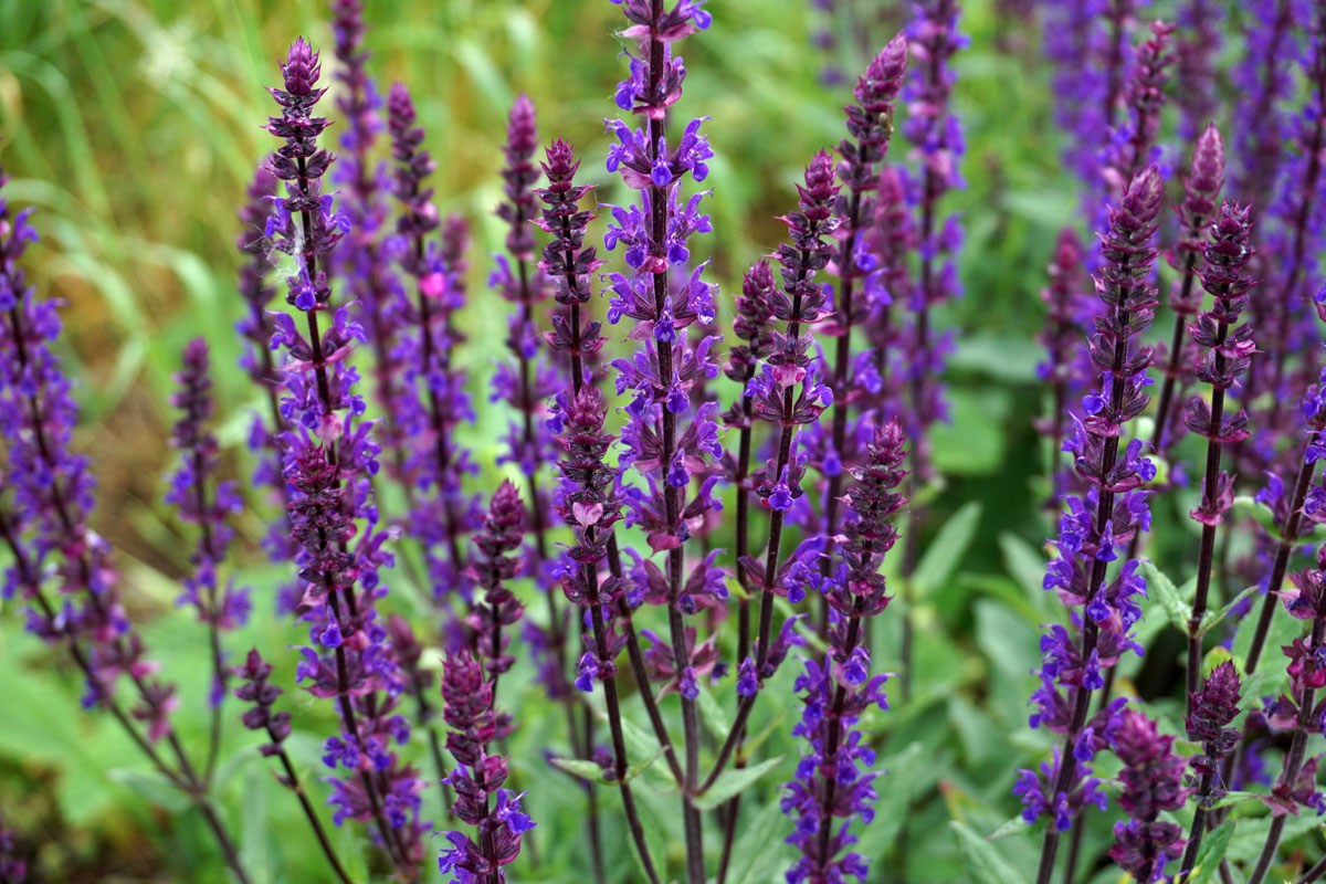 Шалфей дубравный (лат. Salvia nemorosa)