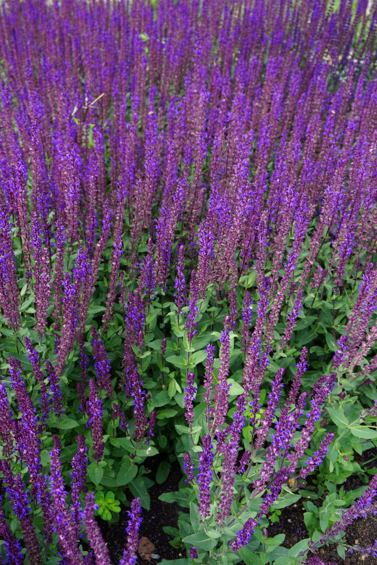 Шалфей дубравный (лат. Salvia nemorosa)