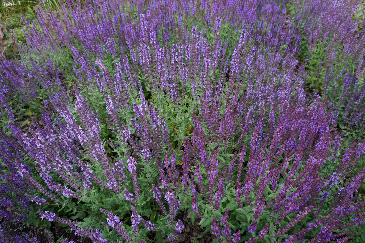 Шалфей дубравный (лат. Salvia nemorosa)