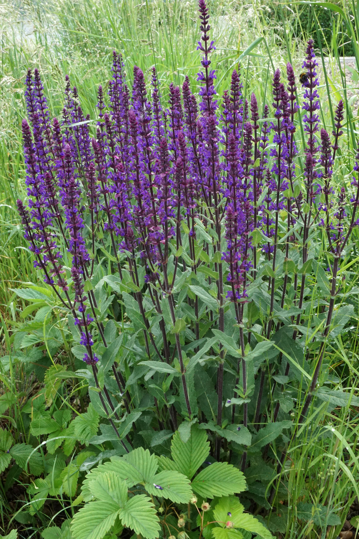 Шалфей дубравный (лат. Salvia nemorosa)