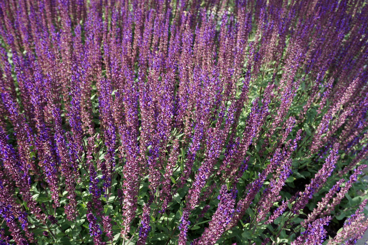 Шалфей дубравный (лат. Salvia nemorosa)