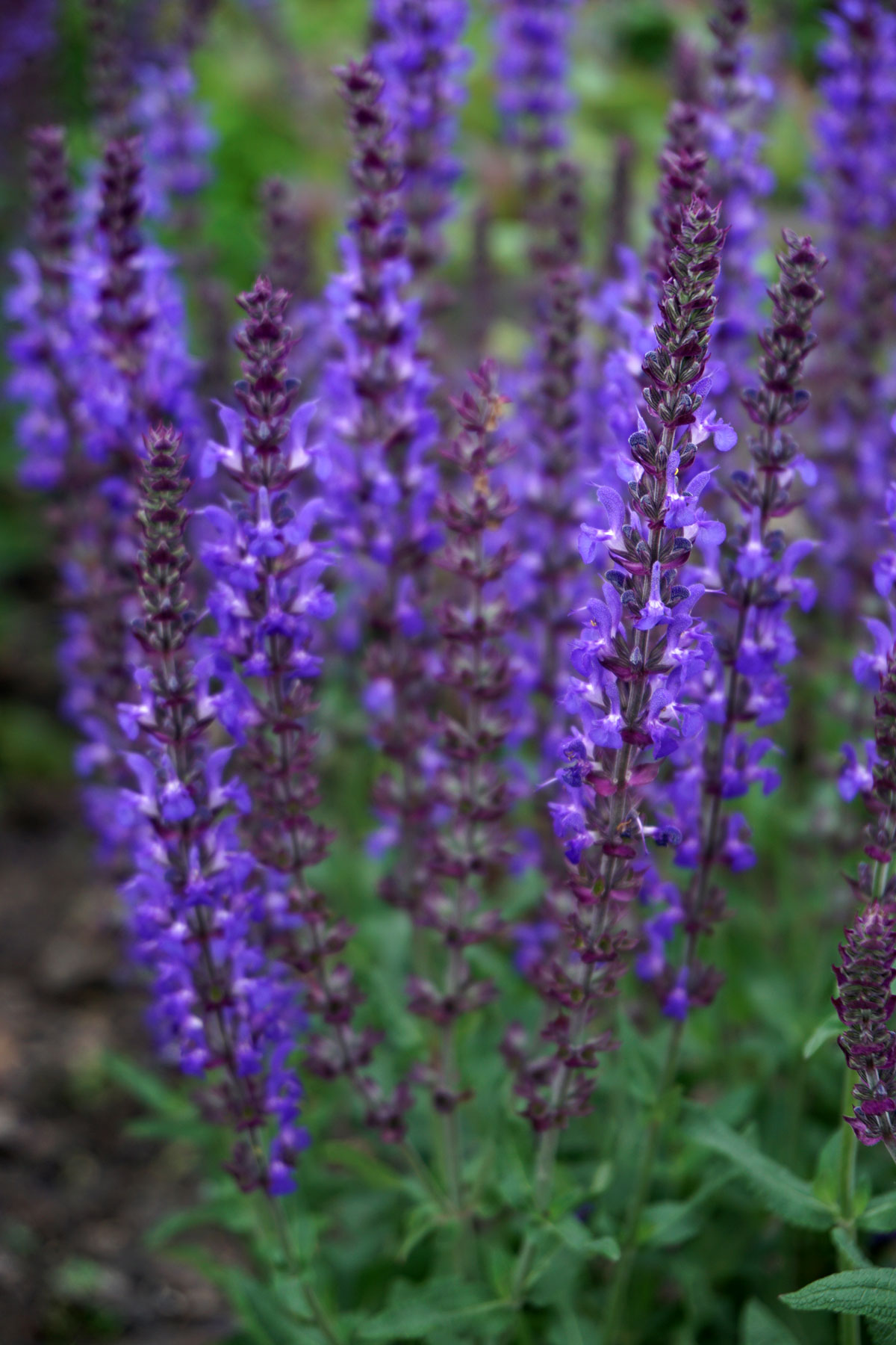 Шалфей дубравный (лат. Salvia nemorosa)