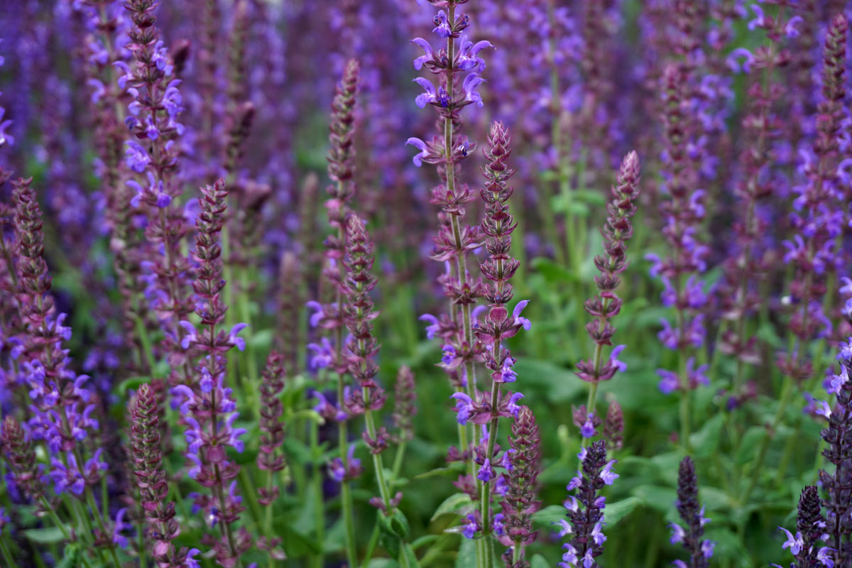 Шалфей дубравный (лат. Salvia nemorosa)