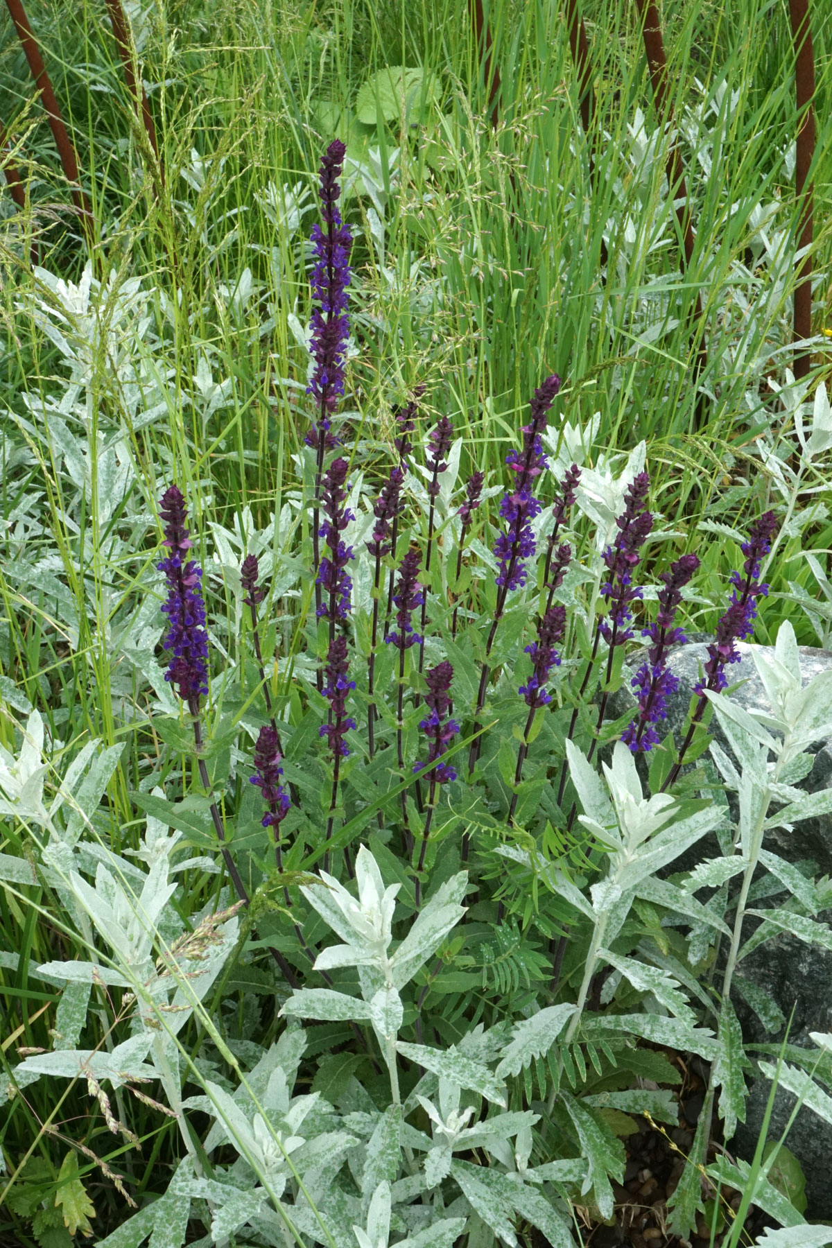 Шалфей дубравный (лат. Salvia nemorosa)