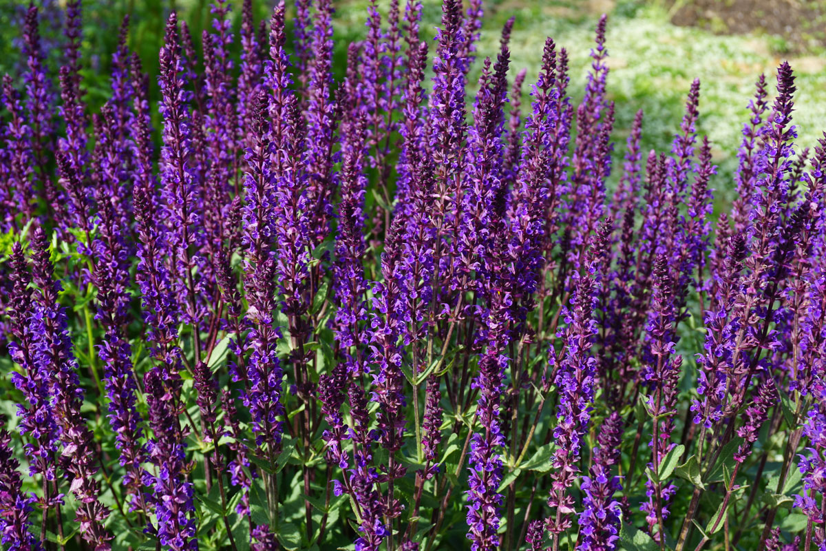 Шалфей дубравный (лат. Salvia nemorosa)