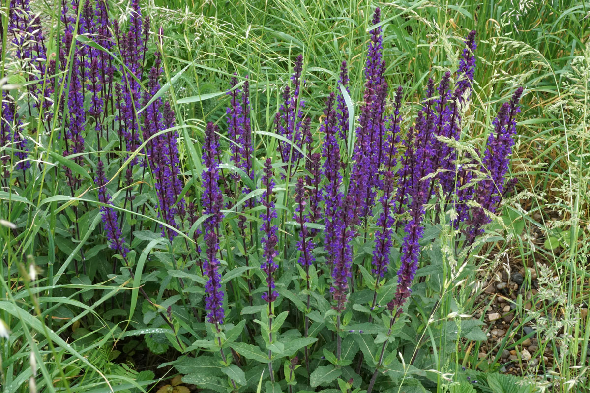 Шалфей дубравный (лат. Salvia nemorosa)