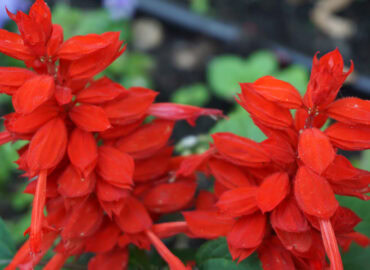 Сальвия сверкающая, или Шалфей блестящий (лат. Salvia splendens)